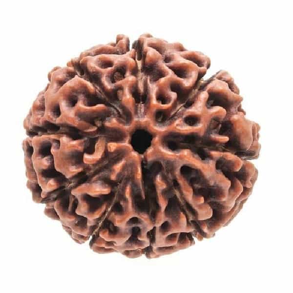 Natural 9 Mukhi Rudraksha Nine Face With Lab Certification