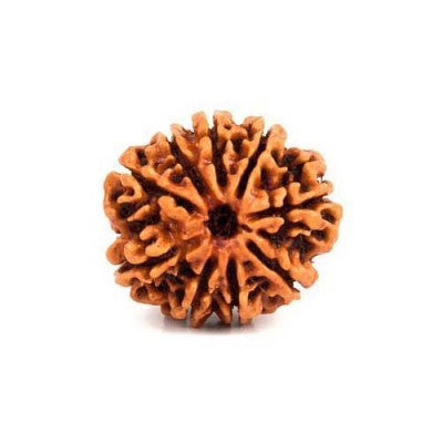Rudhraksha