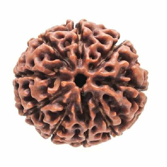 Natural 9 Mukhi Rudraksha Nine Face With Lab Certification